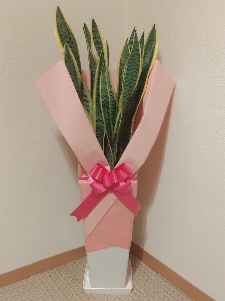 rokusyuunennの画像